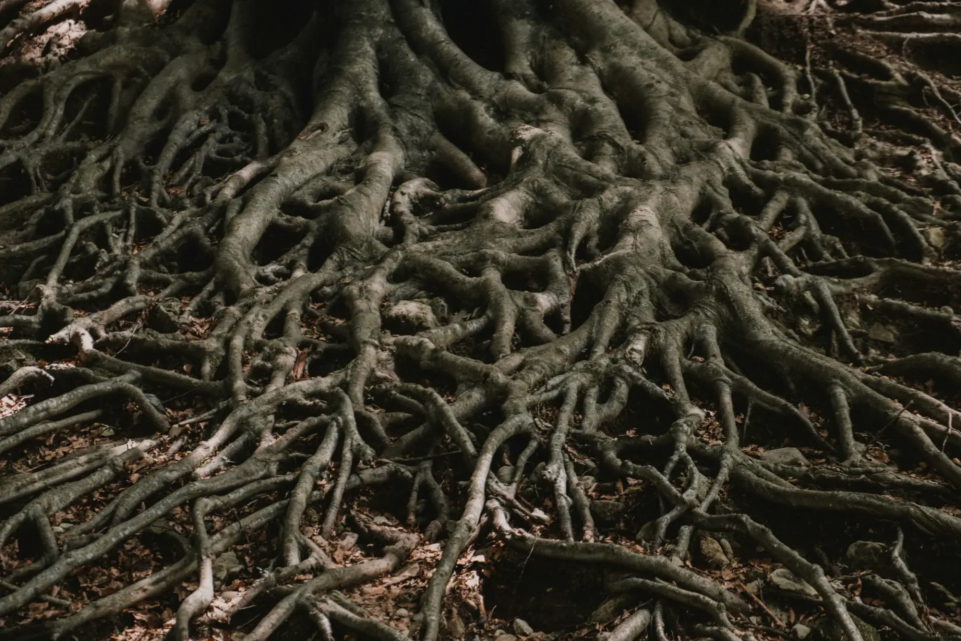 A dense lattice of old tree roots spreading across the forest floor.